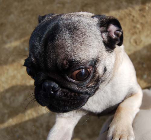 Mountain View Dog Park Sunday Fun - February 18, 2007