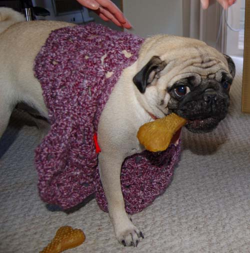 Happy Fun Clothes for Rio and Sheba