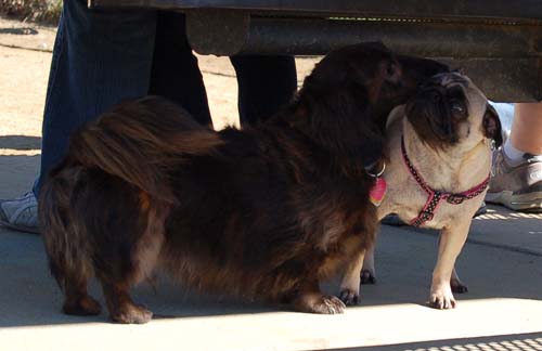 Mountain View Dog Park - March 11, 2007