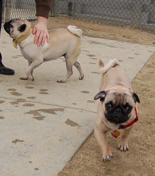 Mountain View Dog Park - February 25, 2007