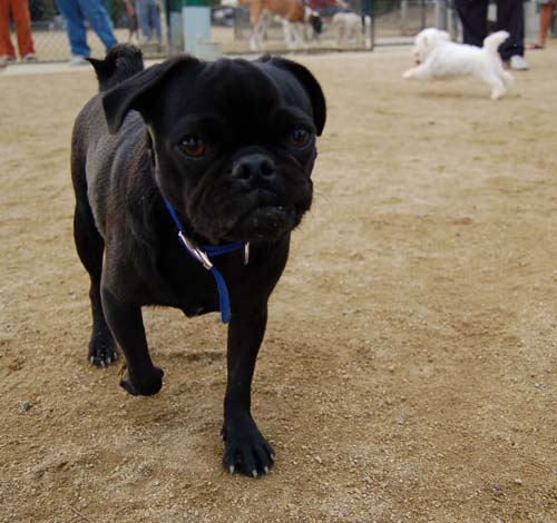 Mountain View Dog Park - March 4, 2007