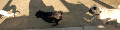 Chase and Race at the Mountain View Dog Park