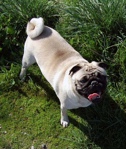 San Francisco Bay Walk of Fun