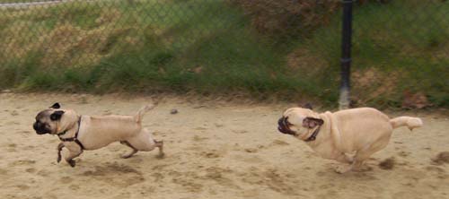 Mountain View Dog Park - February 25, 2007