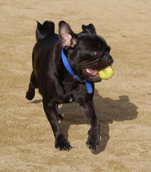 Mountain View Dog Park Sunday Fun - February 18, 2007