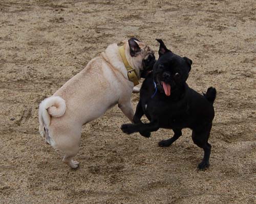 Mountain View Dog Park - February 25, 2007