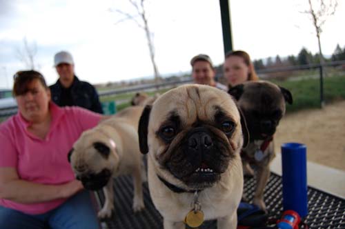 Mountain View Dog Park - March 4, 2007