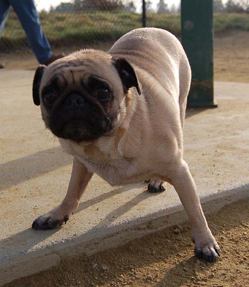 Mountain View Dog Park Pug Fun - 4 Feb 2006