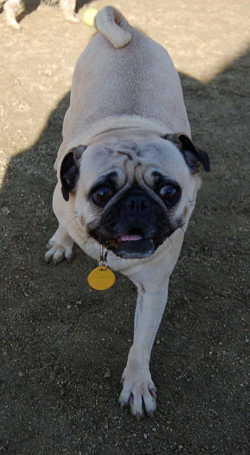 Smiling Sunday Pugs at the Mountain View Dog Park