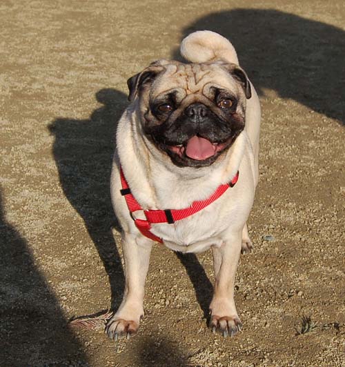 Smiling Sunday Pugs at the Mountain View Dog Park