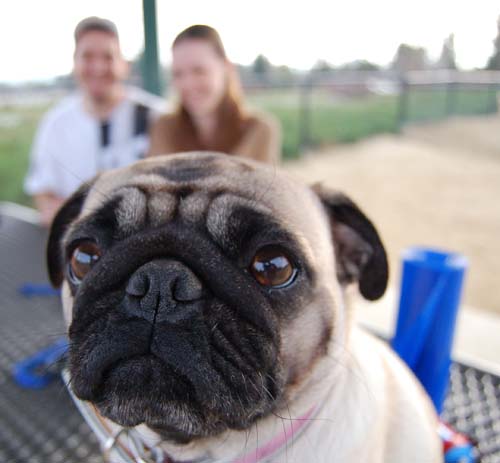 Mountain View Dog Park - March 4, 2007