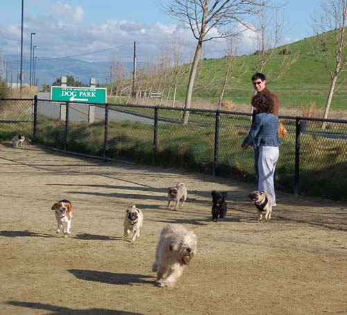 Chase and Race at the Mountain View Dog Park