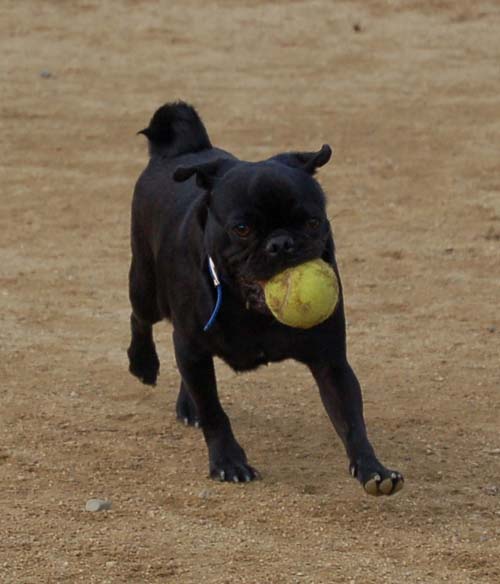 Mountain View Dog Park - March 4, 2007
