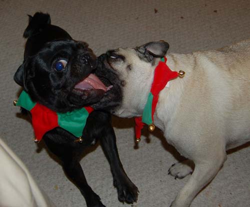 Jingle Pugs