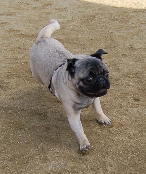 Mountain View Dog Park Sunday Fun - February 18, 2007