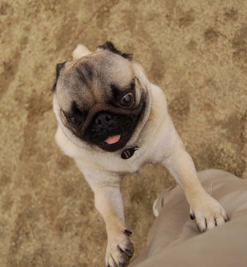 Mountain View Dog Park - February 25, 2007