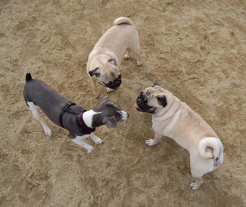 Mountain View Dog Park - March 4, 2007
