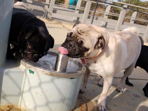 Pugs Pugs Pugs Mountain View Dog Park Fun October 22, 2005