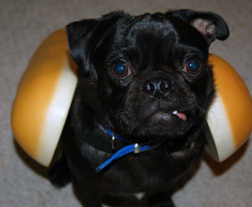 Hot Dog Pugs