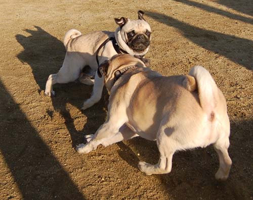 Loki Battles at the Mountain View Dog Park - February 18, 2007