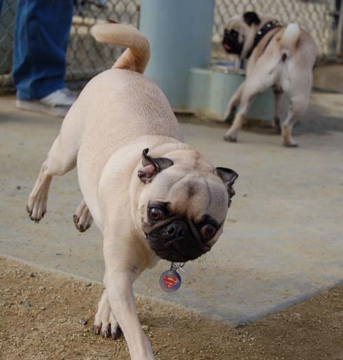 Mountain View Dog Park - March 4, 2007