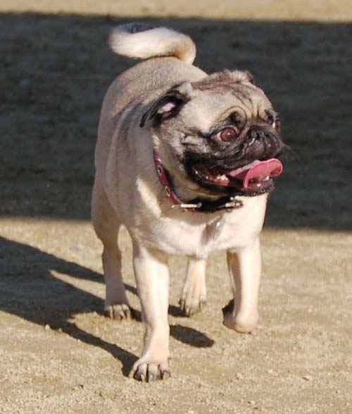 Smiling Sunday Pugs at the Mountain View Dog Park