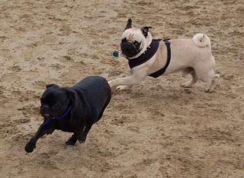 Mountain View Dog Park - February 25, 2007