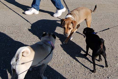 San Francisco Bay Walk of Fun