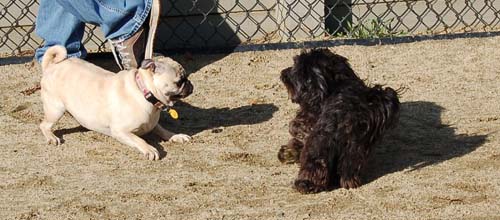 Chase and Race at the Mountain View Dog Park