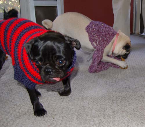 Happy Fun Clothes for Rio and Sheba