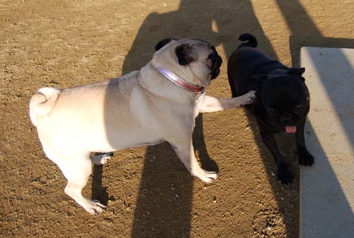 Mountain View Dog Park Sunday Fun - February 18, 2007