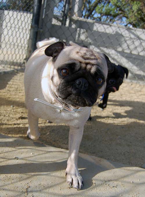 Mountain View Dog Park Sunday Fun - February 18, 2007