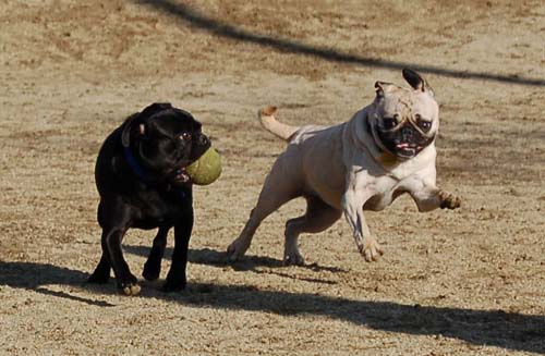 Chase and Race at the Mountain View Dog Park