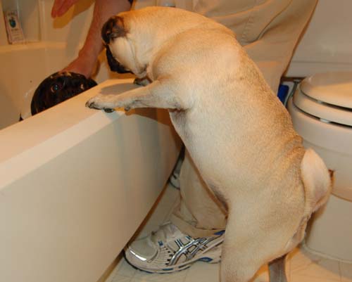 Sheba and Rio take a walk