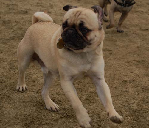 Mountain View Dog Park - February 25, 2007