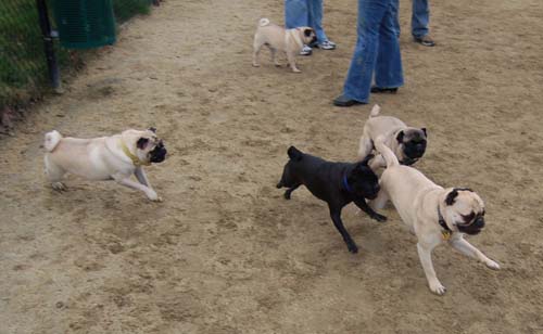 Mountain View Dog Park - February 25, 2007
