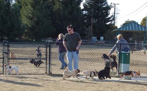 Chase and Race at the Mountain View Dog Park
