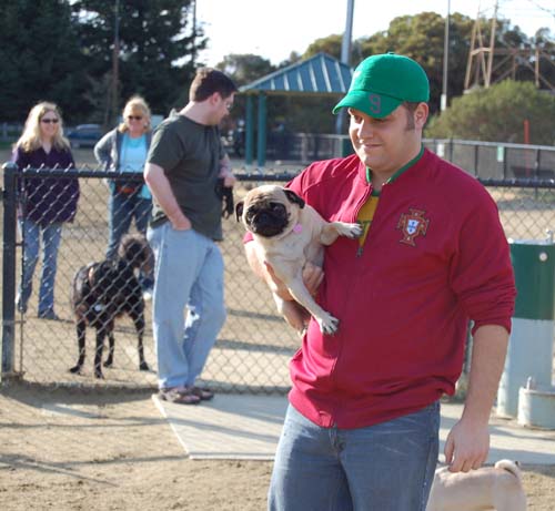 Smiling Sunday Pugs at the Mountain View Dog Park