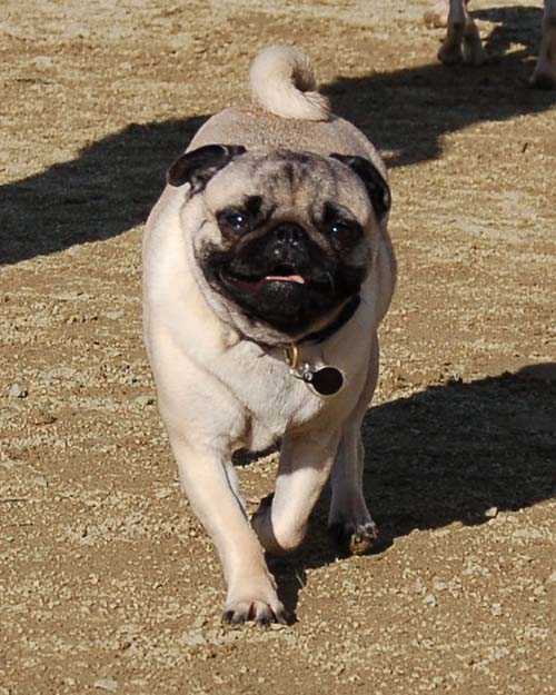 Smiling Sunday Pugs at the Mountain View Dog Park