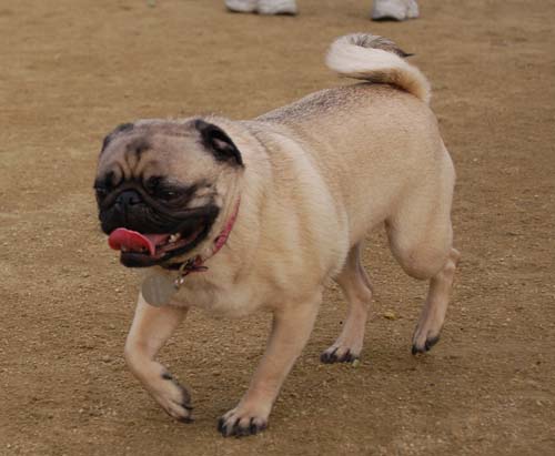 Mountain View Dog Park - March 4, 2007