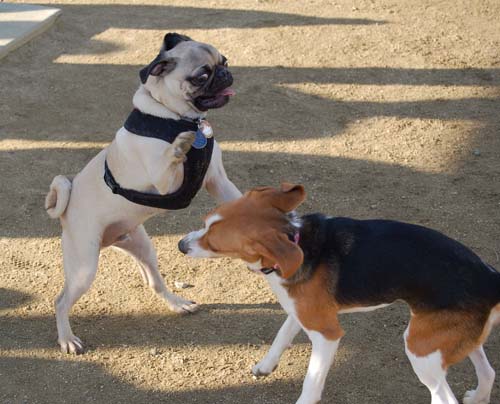 Chase and Race at the Mountain View Dog Park