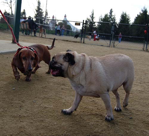 Mountain View Dog Park - March 4, 2007