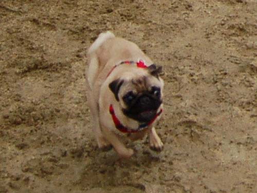 Mountain View Dog Park - February 25, 2007