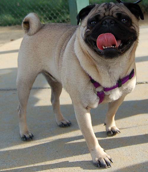 Pugs Pugs Pugs Mountain View Dog Park Fun October 22, 2005