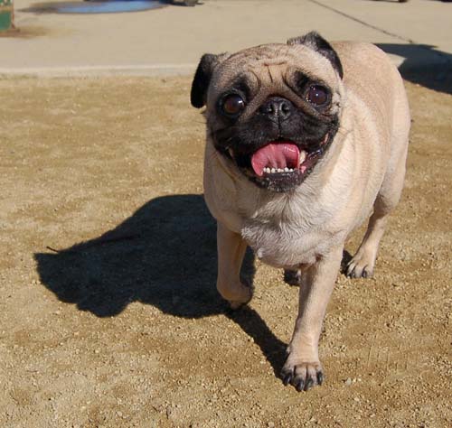 Mountain View Dog Park - March 11, 2007