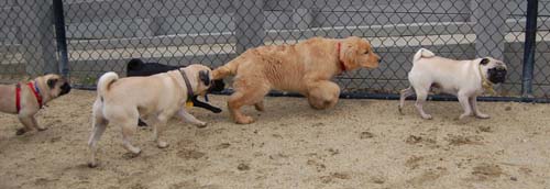 Mountain View Dog Park - February 25, 2007