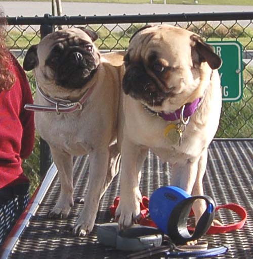 Mountain View Dog Park Sunday Fun - February 18, 2007
