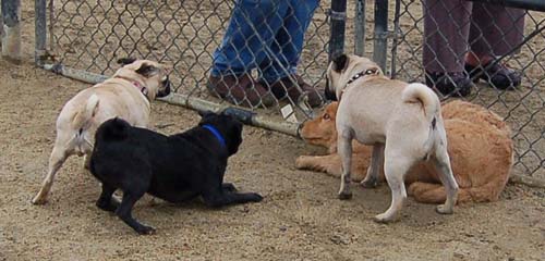 Mountain View Dog Park - February 25, 2007