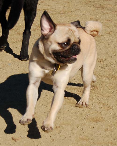 Mountain View Dog Park - March 11, 2007