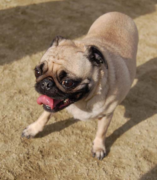 Mountain View Dog Park - March 4, 2007